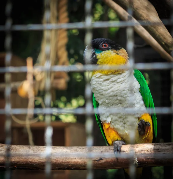 Żółty papuga w klatce — Zdjęcie stockowe