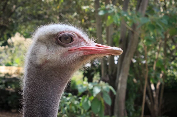 Bir devekuşu kafa vurdu