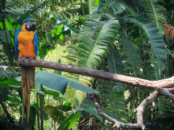 Multi Macaw cor — Fotografia de Stock