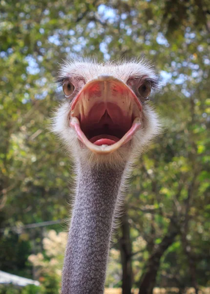 Bir devekuşu kafa vurdu