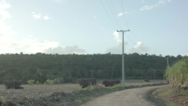 Reed Fields Dominican Republic Sunset View — Stock Video