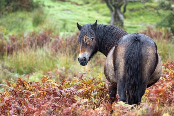 Exmoor Poni Dengan Daun Mata — Stok Foto