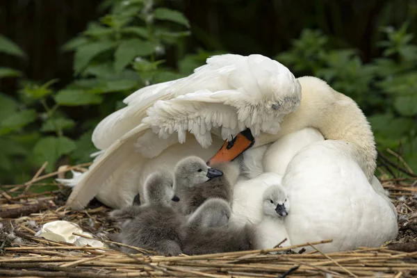 Suatu Hari Bayi Cygnets Tua Beristirahat Dengan Aman Bawah Sayap — Stok Foto