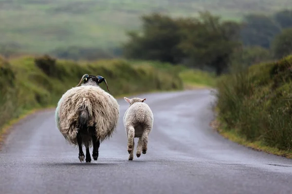 Женщина Мать Овцы Ягненка Ходить Дороге Лицензионные Стоковые Фото