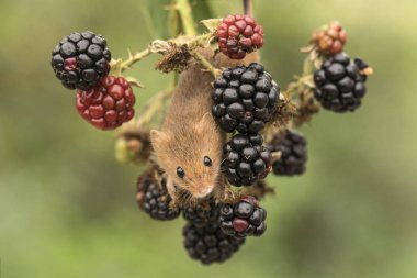 Harvest mouse climbing amongst blackberries clipart