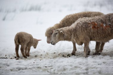Sheep parents looking at baby lamb in the snow on a winters day