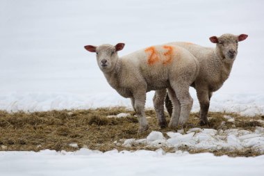 Two baby lambs facing opposite directions standing in a snow covered field.