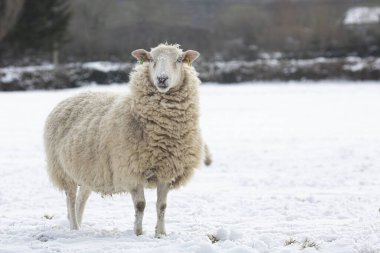 Single female sheep standing in snowy field 
