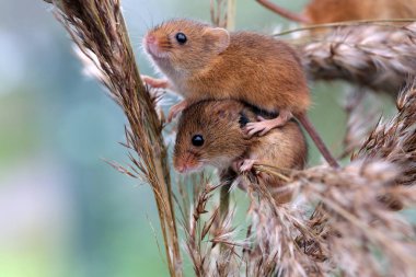 Two harvest mice balancing on a corn shaft