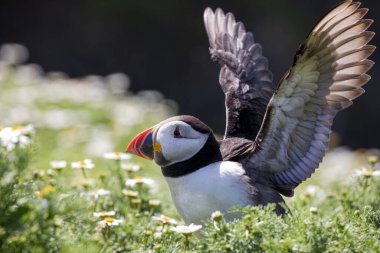Colourful Puffin bird on grassy undergrowth with wings spread