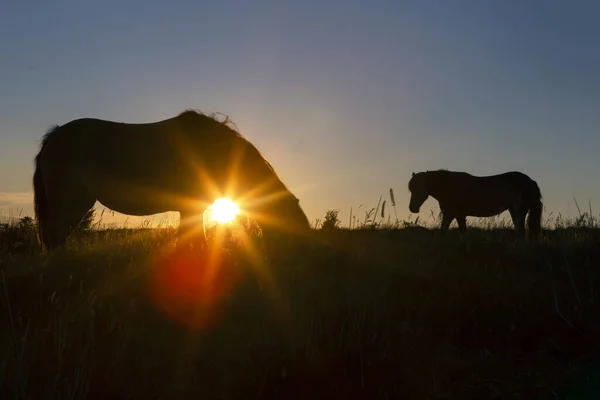 Silhouetten Von Exmoor Ponys Bei Sonnenuntergang — Stockfoto