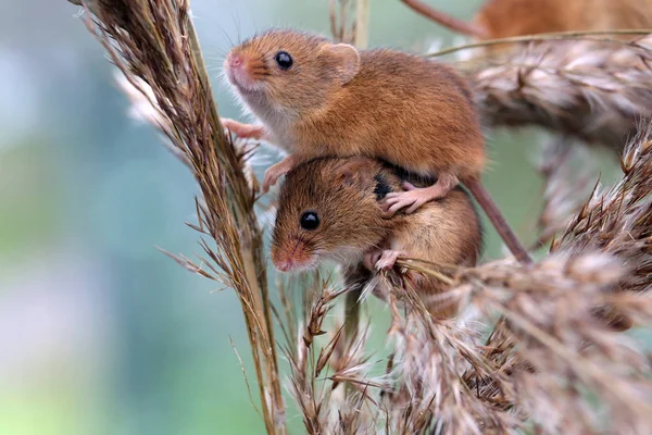 Dwie Myszy Zbierające Plony Balansujące Trzonie Kukurydzy — Zdjęcie stockowe