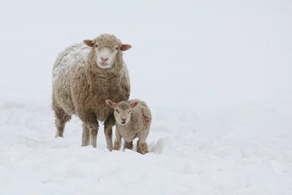 Mother Sheep Baby Lamb Snow 图库照片