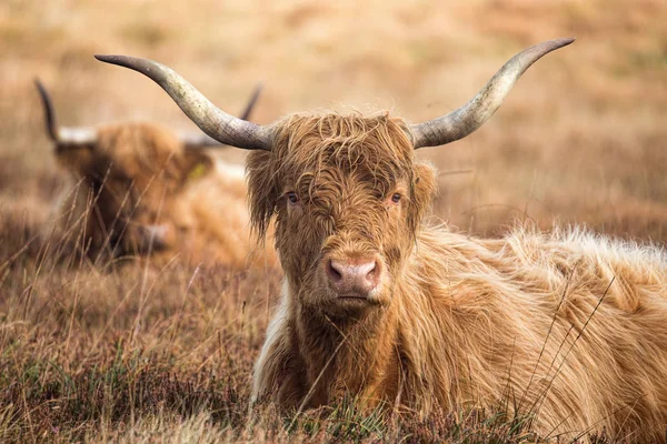 Inggris Highland Cattle Exmoor Stok Foto Bebas Royalti