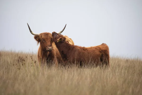 Highland Cattle Cow Calf Bonding Moorland ストック写真