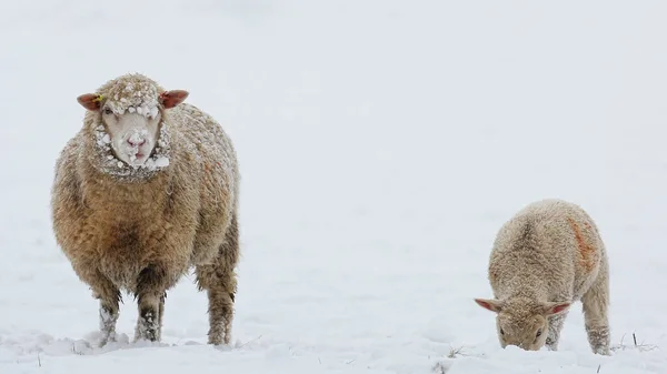 Mother Sheep Baby Lamb Snow 图库图片