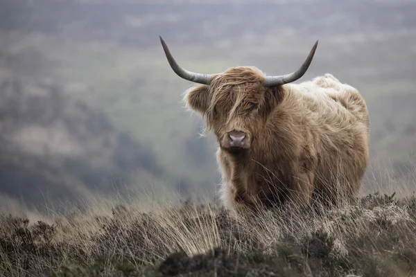 Vache Bovine Des Highlands Sur Lande Exmoor Somerset Images De Stock Libres De Droits