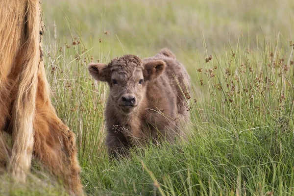 Veau Bétail Des Hautes Terres Dans Herbe Des Landes Sur Image En Vente