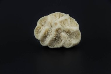 Siyah arka plan üzerine deniz süngeri