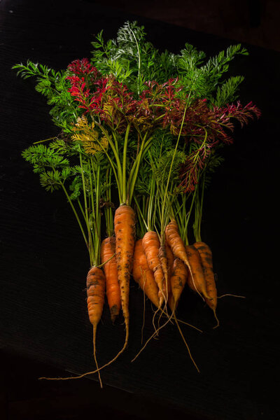 Fresh, farmer, young carrots with a beautiful tops on a black painted wooden background