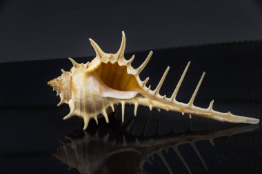 Labraunda'ya trapa güzel deniz kabuğu siyah bir zemin üzerine