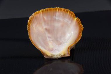 Pecten australis güzel deniz kabuğu siyah bir zemin üzerine