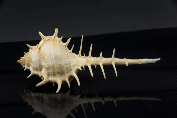 Murex trapa Beautiful sea shell på en svart bakgrund — Stockfoto