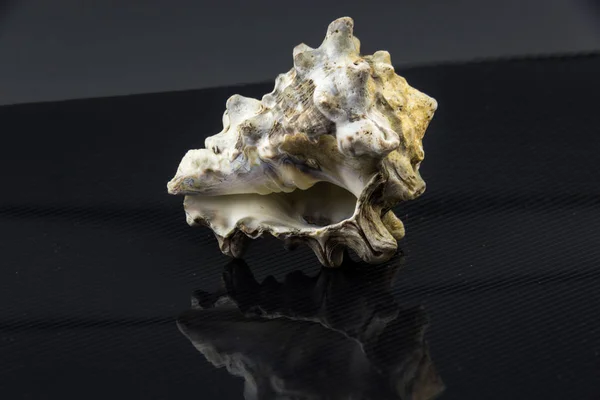 Drupa rubusidaeus Beautiful sea shell på en svart bakgrund — Stockfoto