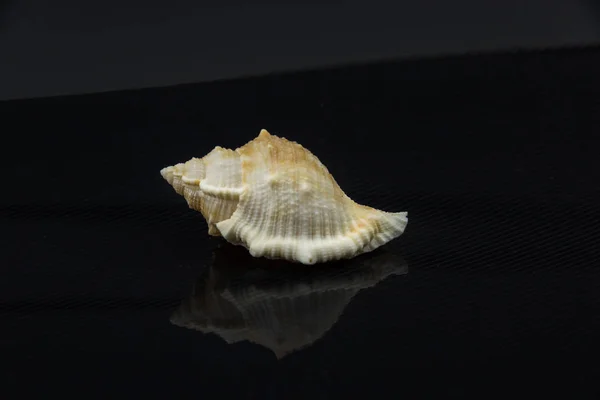 Latirus polygonus Beautiful sea shell på en svart bakgrund — Stockfoto