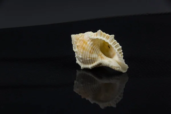 Latirus polygonus Beautiful sea shell på en svart bakgrund — Stockfoto