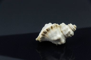 Güzel deniz kabuğu Strombus tricornis siyah bir zemin üzerine