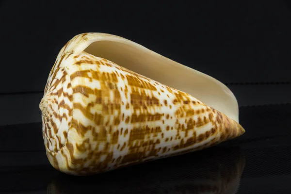 Beautiful sea shell Conus pulcher on a black background