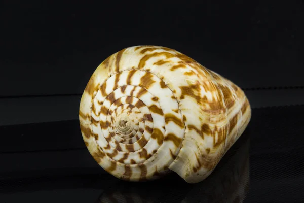 Belle coquille de mer Conus pulcher sur un fond noir — Photo