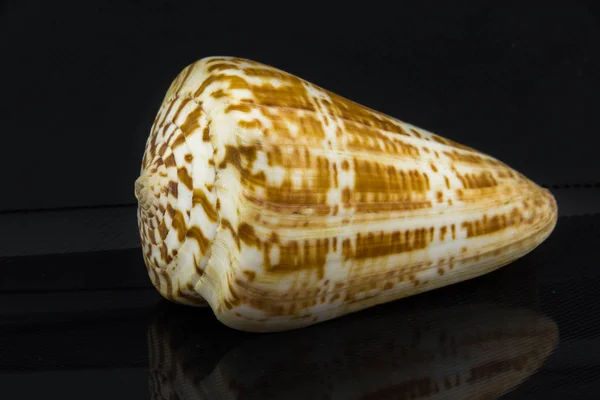 Beautiful sea shell Conus pulcher on a black background