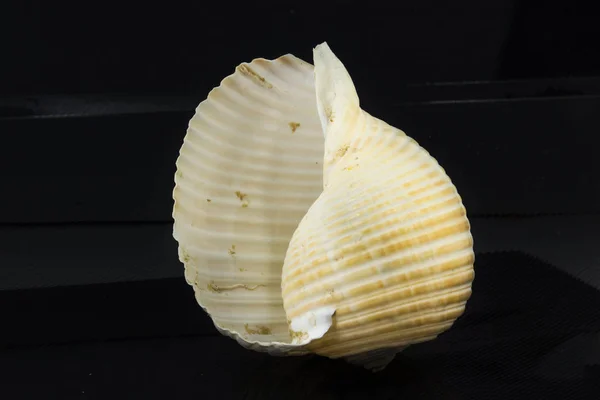 Belle coquille de mer Tonna galea sur un fond noir — Photo