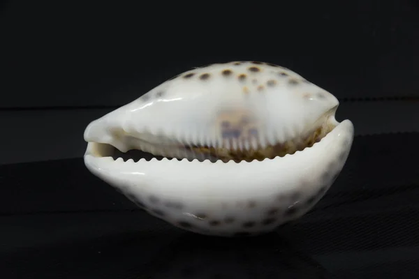 Gyönyörű tengerre shell Zipreya megjelenítése fekete alapon — Stock Fotó