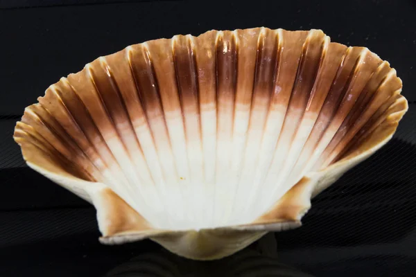 Gyönyörű tengerre shell Chlamys islandicuson egy fekete háttér — Stock Fotó