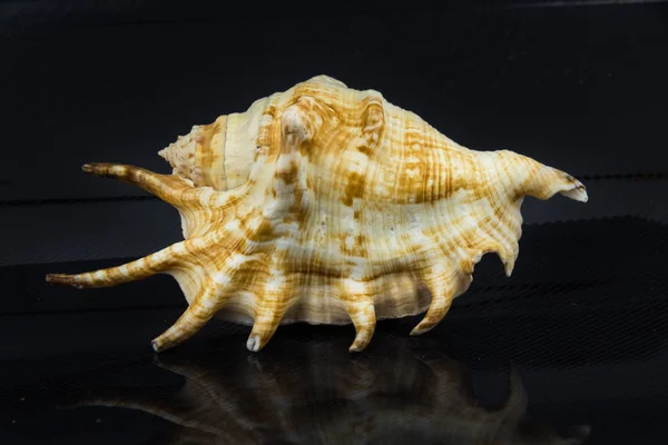 Beautiful sea shell Lambis chiragraon a black background — Stock Photo, Image