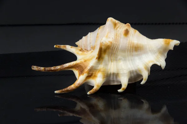 Beautiful sea shell Lambis chiragraon a black background — Stock Photo, Image