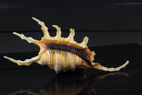 Hermosa concha de mar Lambis chiragraon un fondo negro —  Fotos de Stock