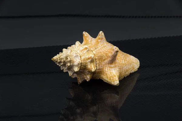 Bela concha do mar Latirus polygonus em um fundo preto — Fotografia de Stock