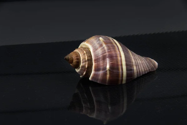 Hermosa concha de mar Fasciolaria tulipa sobre un fondo negro —  Fotos de Stock