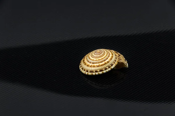 Trochus niloticus Beautiful sea shell on a black background — Stock Photo, Image