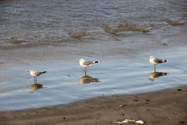 Shore yükselince martı