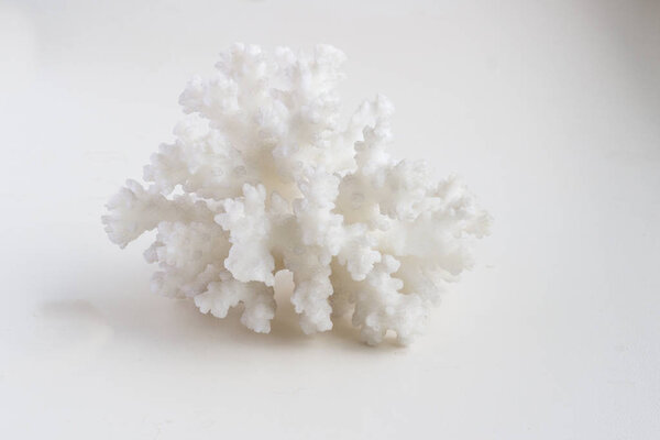 Beautiful sea shell on a white background