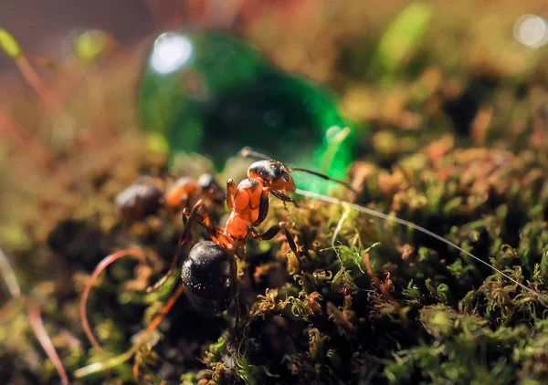 Оранжевый муравей на зеленом мху в то время как исследователь маленький мир . — стоковое фото
