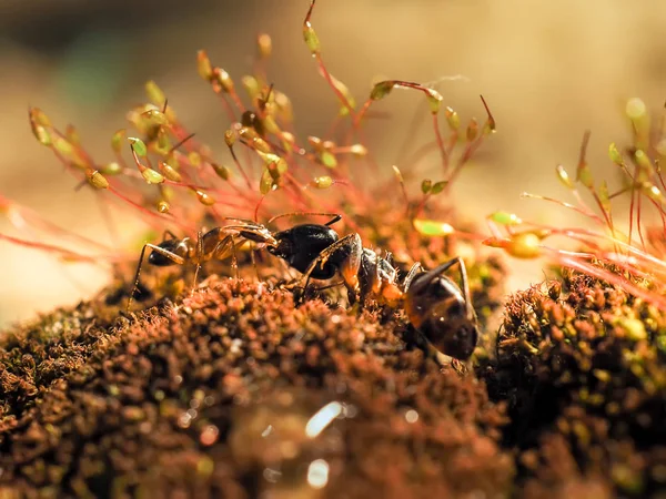 Rote und schwarze Ameise kämpfte auf den Blättern, Ameise — Stockfoto