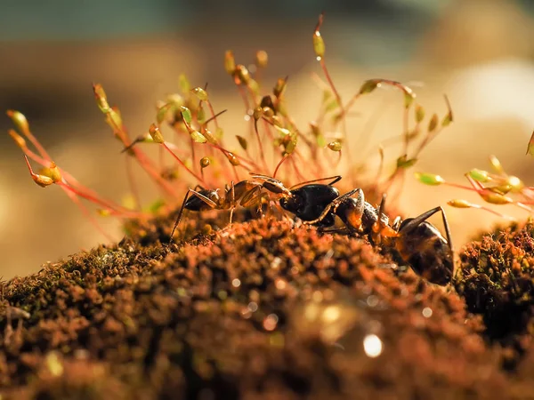 Formiga vermelha e preta estava lutando nas folhas, formiga — Fotografia de Stock