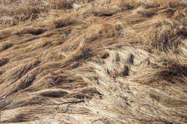 Geçen yıl kar boyalı bir tuhaf desen sarı çim ezilmiş