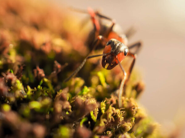 Orange ants on a moss photographed close